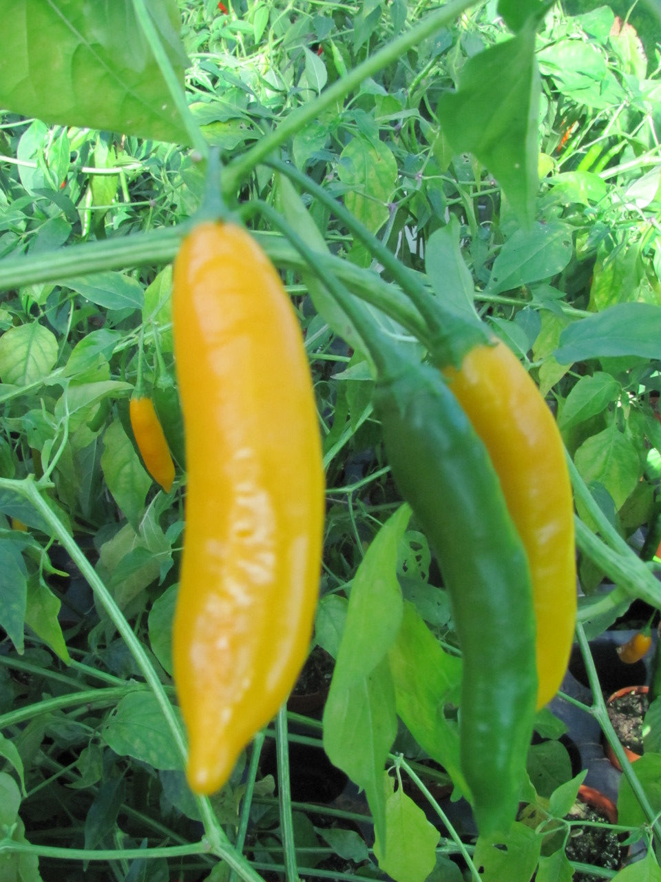 Aji Serrano Setzling #87