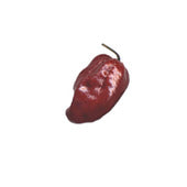 Chocolate Habanero Samen #100