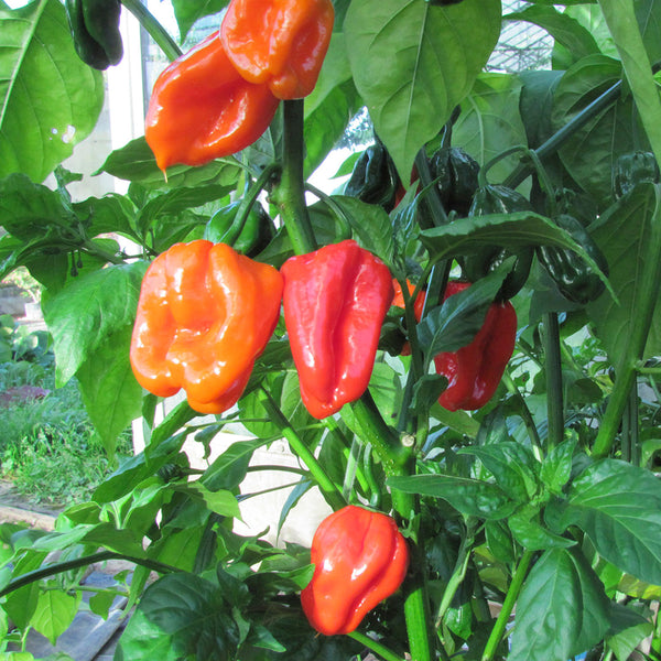 Chili-Setzling Red Habanero #17 – Beat Heuberger