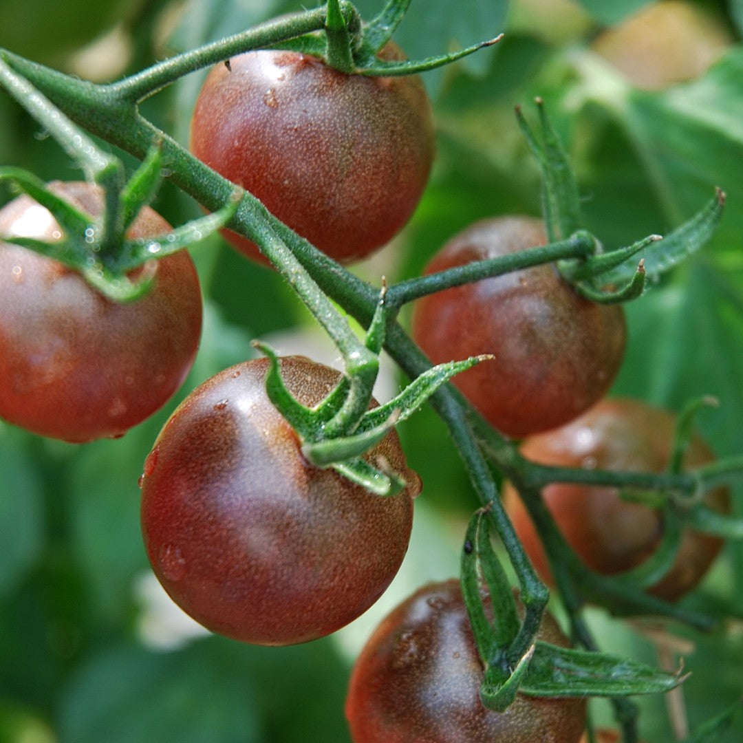 Black Cherry Setzling